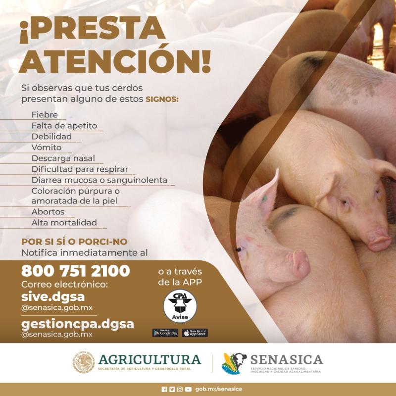 Planas rompe el silencio sobre la peste porcina y pide calma
