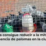Alzira consigue reducir a la mitad la presencia de palomas en la ciudad