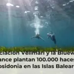 Asociación Vellmarí y la Bluewave Alliance plantan 100.000 haces de posidonia en las Islas Baleares