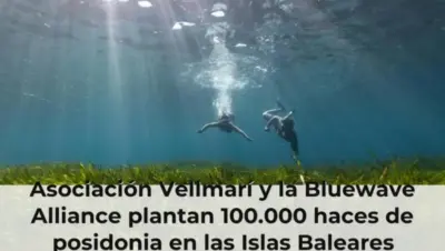 Asociación Vellmarí y la Bluewave Alliance plantan 100.000 haces de posidonia en las Islas Baleares