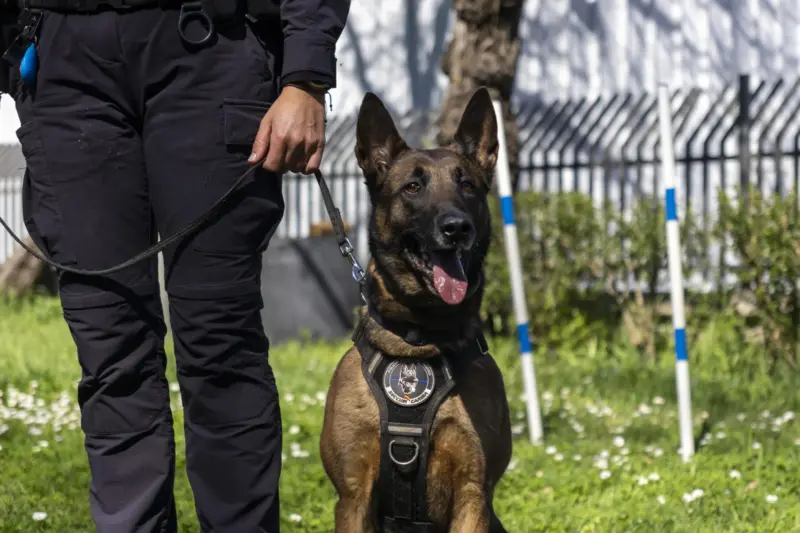 Cachopo, Sam y Costa: los perros policía que "son héroes contra narcos y explosivos"