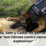 Cachopo, Sam y Costa: los perros policía que 