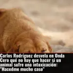 Carlos Rodríguez desvela en Onda Cero qué no hay que hacer si un animal sufre una intoxicación: