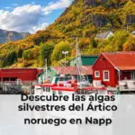 Descubre las algas silvestres del Ártico noruego en Napp