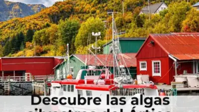 Descubre las algas silvestres del Ártico noruego en Napp
