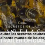 Descubre los secretos ocultos del fascinante mundo de las abejas