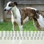 El poder del perro que está cambiando a las personas físicas