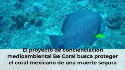 El proyecto de concienciación medioambiental Be Coral busca proteger el coral mexicano de una muerte segura