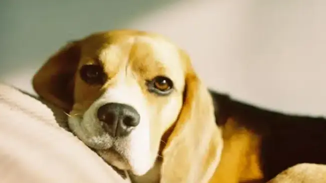¿Es legal tener un perro lobo americano en España? Esto dice la ley
