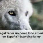 ¿Es legal tener un perro lobo americano en España? Esto dice la ley