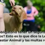¿Es obligatorio tener un seguro para perros? Esto es lo que dice la Ley de Bienestar Animal y las multas reales