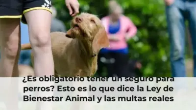 ¿Es obligatorio tener un seguro para perros? Esto es lo que dice la Ley de Bienestar Animal y las multas reales