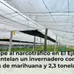 Golpe al narcotráfico en El Ejido: desmantelan un invernadero con 5.000 plantas de marihuana y 2,3 toneladas de peso