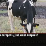Gripe aviar en vacas europeas ¿Qué viene después?