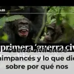 Guerra civil entre chimpancés y lo que dice sobre por qué nos matamos unos a otros