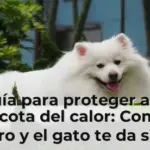 Guía para proteger a tu mascota del calor: Como el perro y el gato te da siete consejos para afrontar el verano