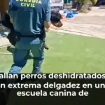 Hallan perros deshidratados y en extrema delgadez en una escuela canina de Navalcarnero