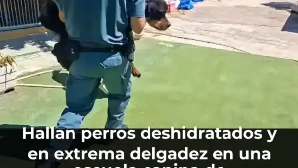 Hallan perros deshidratados y en extrema delgadez en una escuela canina de Navalcarnero