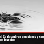 ¡Investigación! Se descubren emociones y sentimientos en la mente de los insectos