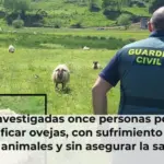 Investigadas once personas por sacrificar ovejas, con sufrimiento para los animales y sin asegurar la salud pública en Marina de Cudeyo