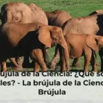 La Brújula de la Ciencia: ¿Qué son los animales? - La brújula de la Ciencia - La Brújula