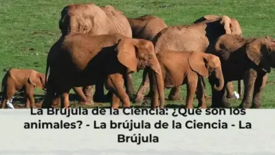 La Brújula de la Ciencia: ¿Qué son los animales? - La brújula de la Ciencia - La Brújula