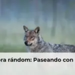 La hora rándom: Paseando con lobos