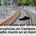 La osa arrollada por un tren de mercancías en Campoo de Enmedio murió en el momento por el fuerte impacto