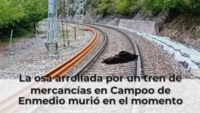 La osa arrollada por un tren de mercancías en Campoo de Enmedio murió en el momento por el fuerte impacto
