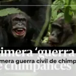 La primera guerra civil de chimpancés