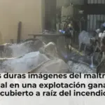 Las duras imágenes del maltrato animal en una explotación ganadera descubierto a raíz del incendio en Burgohondo: ya hay dos investigados