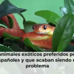 Los animales exóticos preferidos por los españoles y que acaban siendo un problema