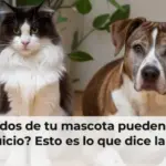 ¿Los ruidos de tu mascota pueden llevarte a juicio? Esto es lo que dice la ley