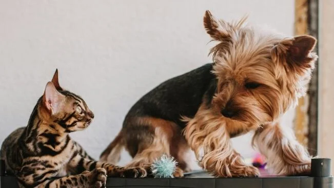 Multas de hasta 50.000€: la severa prohibición que afecta a los dueños de perros y gatos