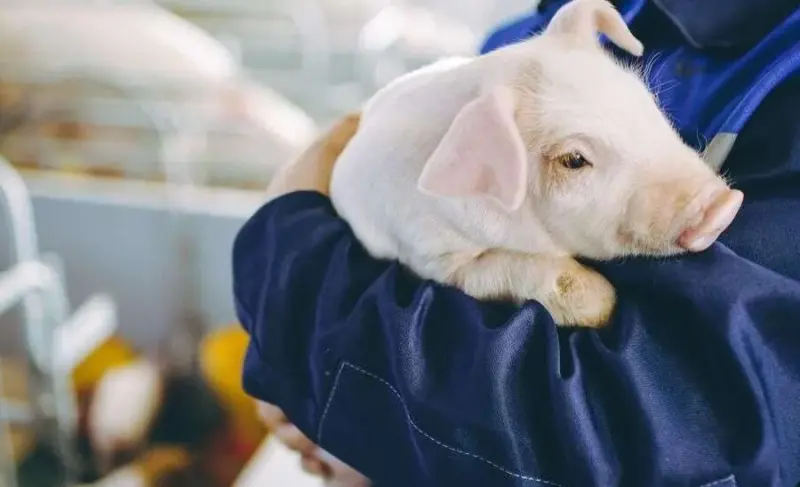 Ecofriendly pig farms in Murcia, Spain