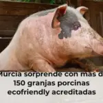 Murcia sorprende con más de 150 granjas porcinas ecofriendly acreditadas
