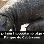 Nace el primer hipopótamo pigmeo en el Parque de Cabárceno