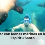 Nadar con leones marinos en la isla Espíritu Santo