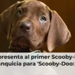 Netflix presenta al primer Scooby-Doo real de la franquicia para 'Scooby-Doo: Origins'