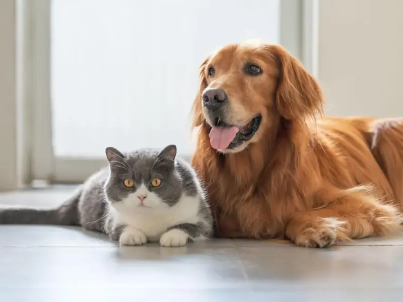 Nuevo reglamento europeo sobre perros y gatos: qué cambia y cómo afecta en España