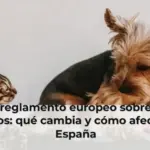 Nuevo reglamento europeo sobre perros y gatos: qué cambia y cómo afecta en España