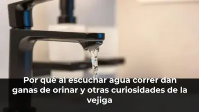 Por qué al escuchar agua correr dan ganas de orinar y otras curiosidades de la vejiga