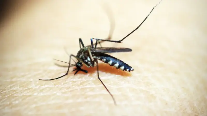Por qué los mosquitos pican más a unas personas que a otras y qué podemos hacer para evitar ser acribillados