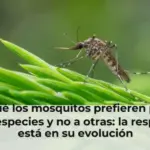 Por qué los mosquitos prefieren picar a unas especies y no a otras: la respuesta está en su evolución