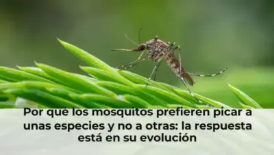 Por qué los mosquitos prefieren picar a unas especies y no a otras: la respuesta está en su evolución