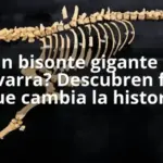 ¿Un bisonte gigante en Navarra? Descubren fósil que cambia la historia