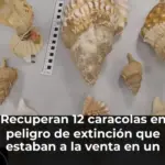 Recuperan 12 caracolas en peligro de extinción que estaban a la venta en un mercadillo