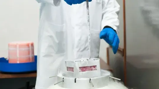 Cerebro congelado en hielo, revivir tecnología futurista