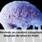 Reviven un cerebro congelado después de años en hielo