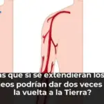 ¿Sabías que si se extendieran los vasos sanguíneos podrían dar dos veces y media la vuelta a la Tierra?